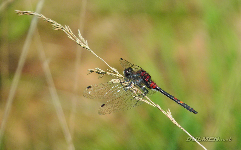 Small Whiteface (Leucorrhinia dubia)